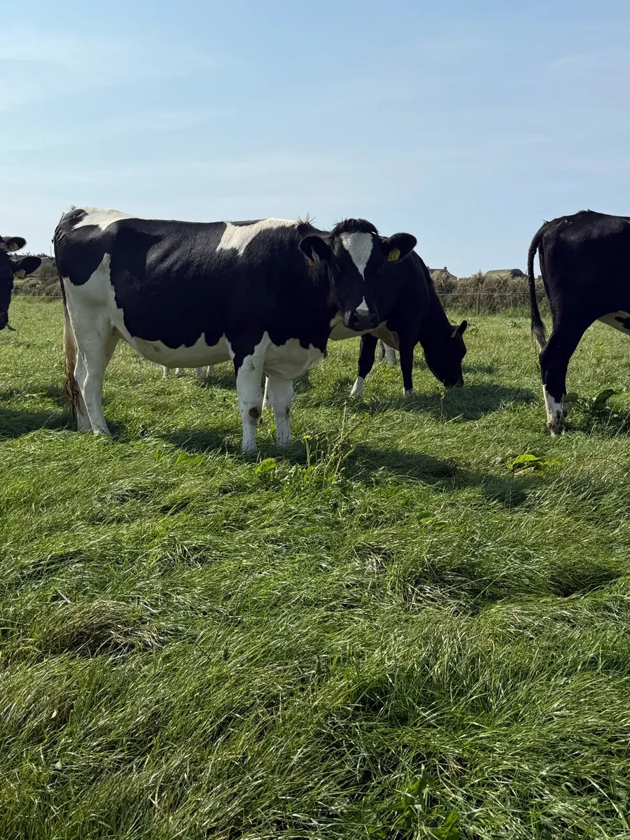 20 In Calf Heifers - Image 3