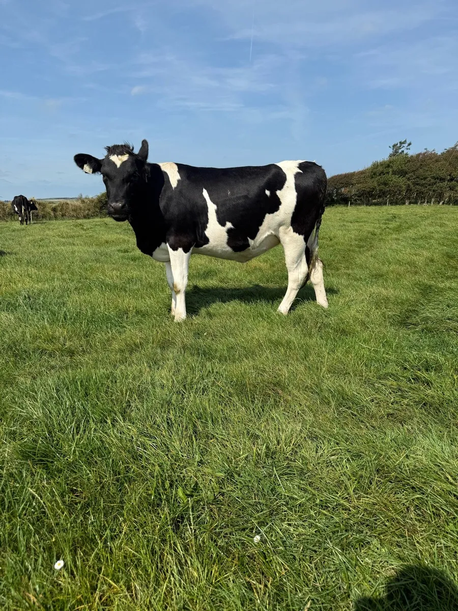 20 In Calf Heifers - Image 1