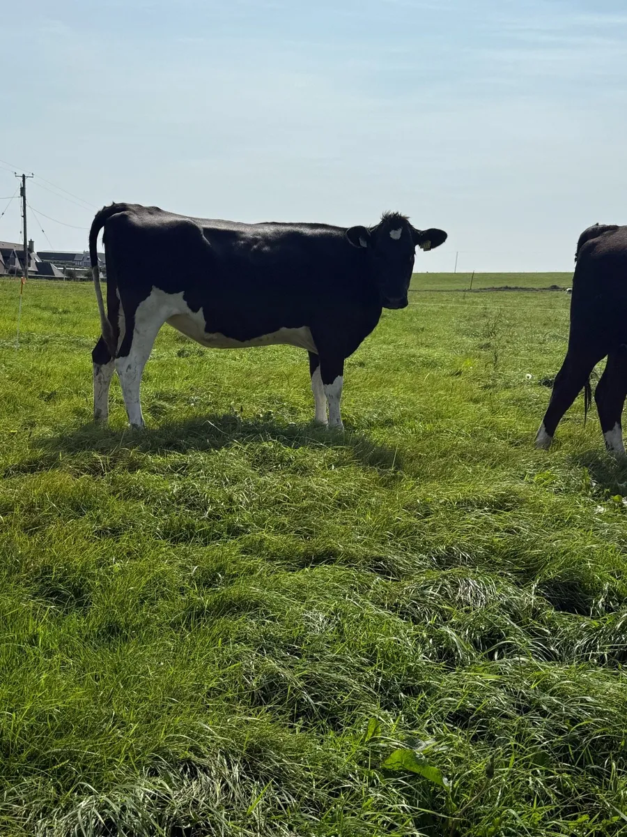 20 In Calf Heifers - Image 4