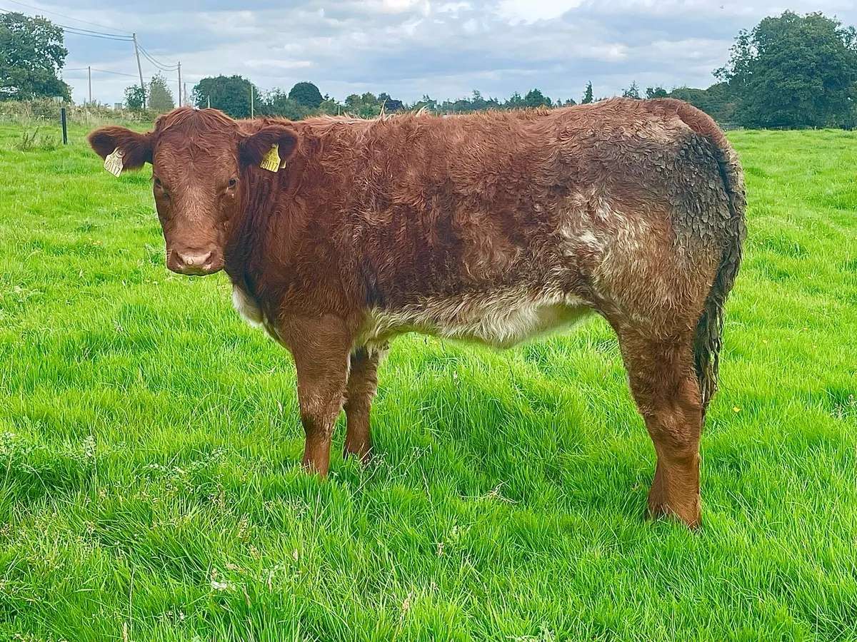 🔥  Organic heifers 🔥 - Image 1