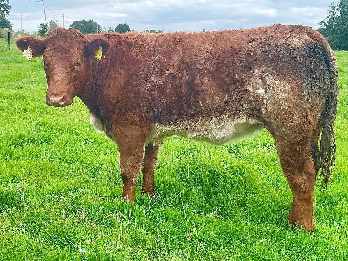 🔥  Organic heifers 🔥 - Image 2