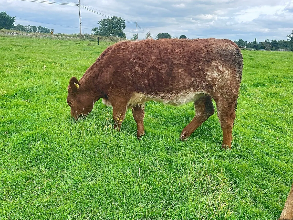 🔥  Organic heifers 🔥 - Image 3