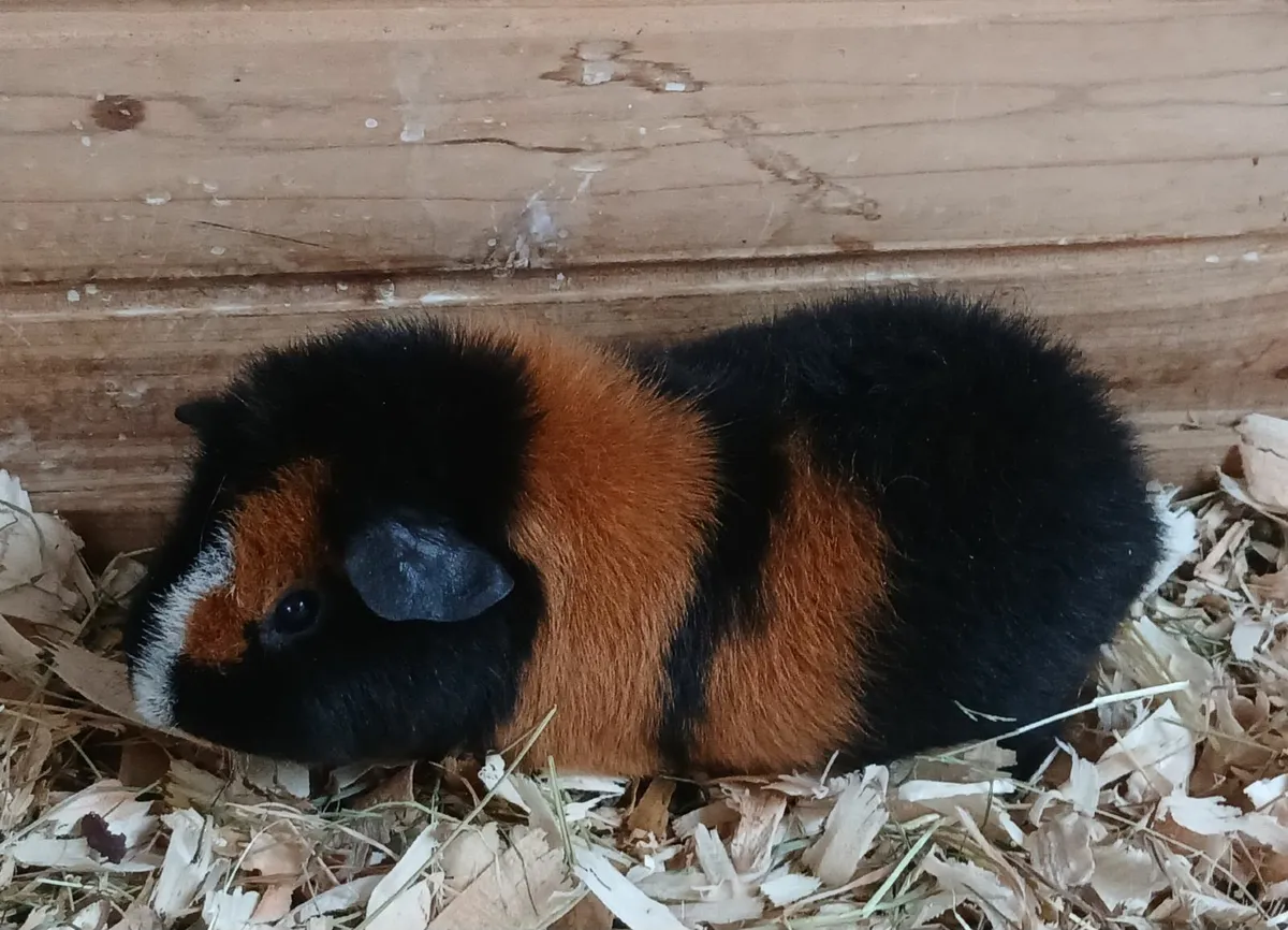 Baby Teddy Guinea Pigs - Image 1