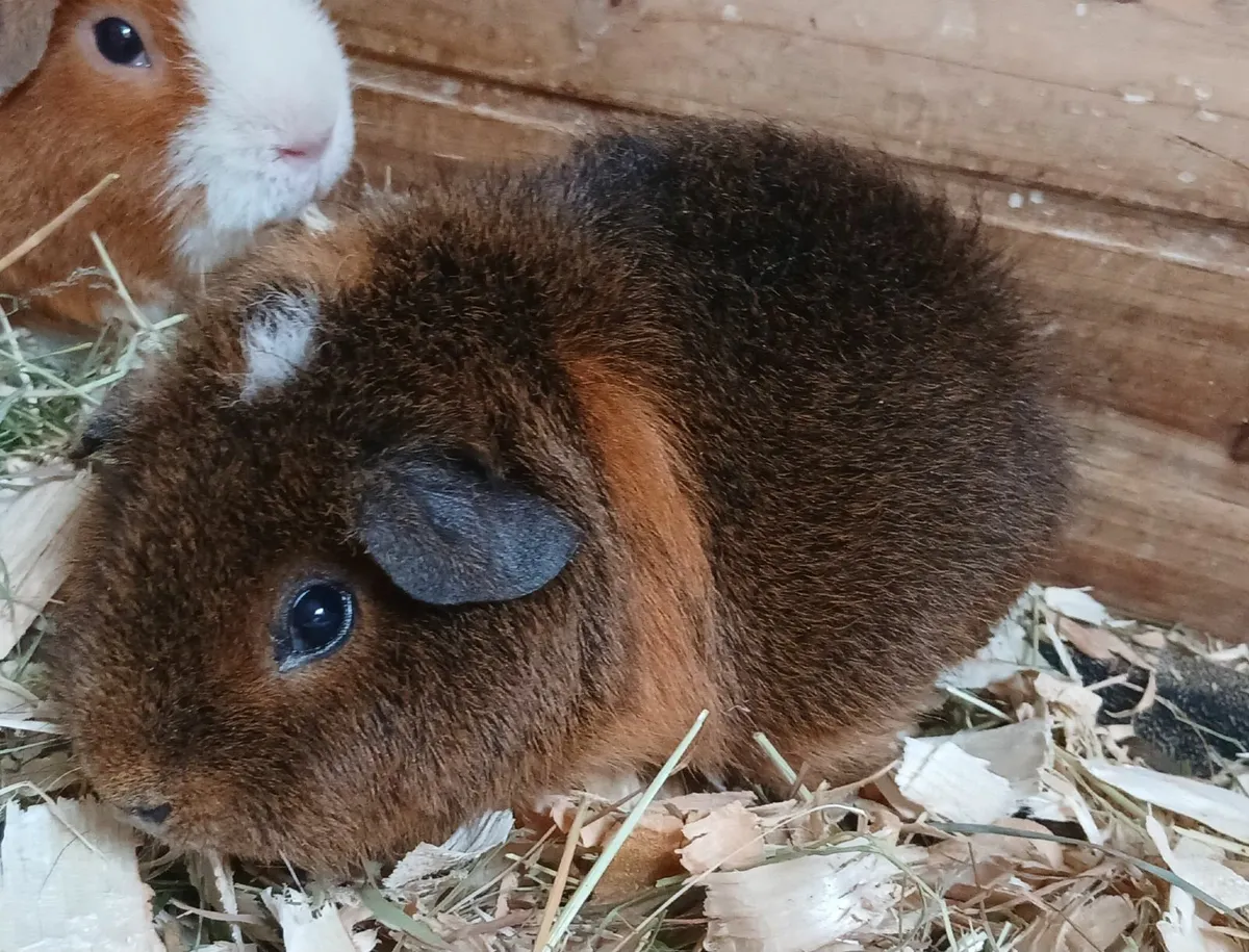 Baby Teddy Guinea Pigs - Image 2