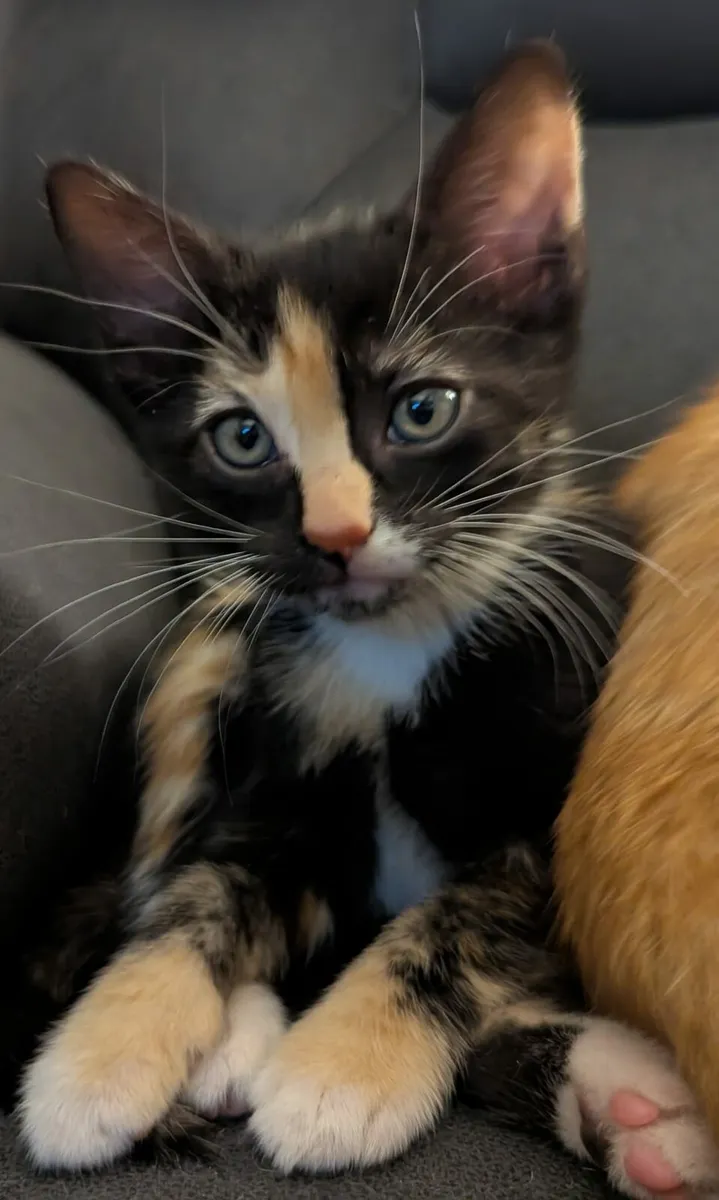 Kittens for sale - Image 1