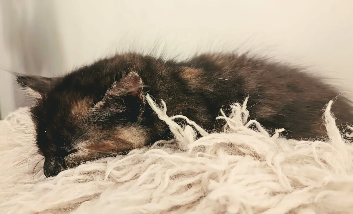 Kittens for sale - Image 2
