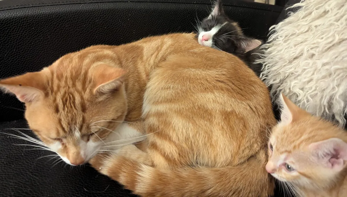 Kittens for sale - Image 3