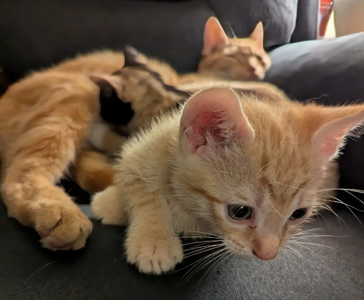 Kittens for sale - Image 4
