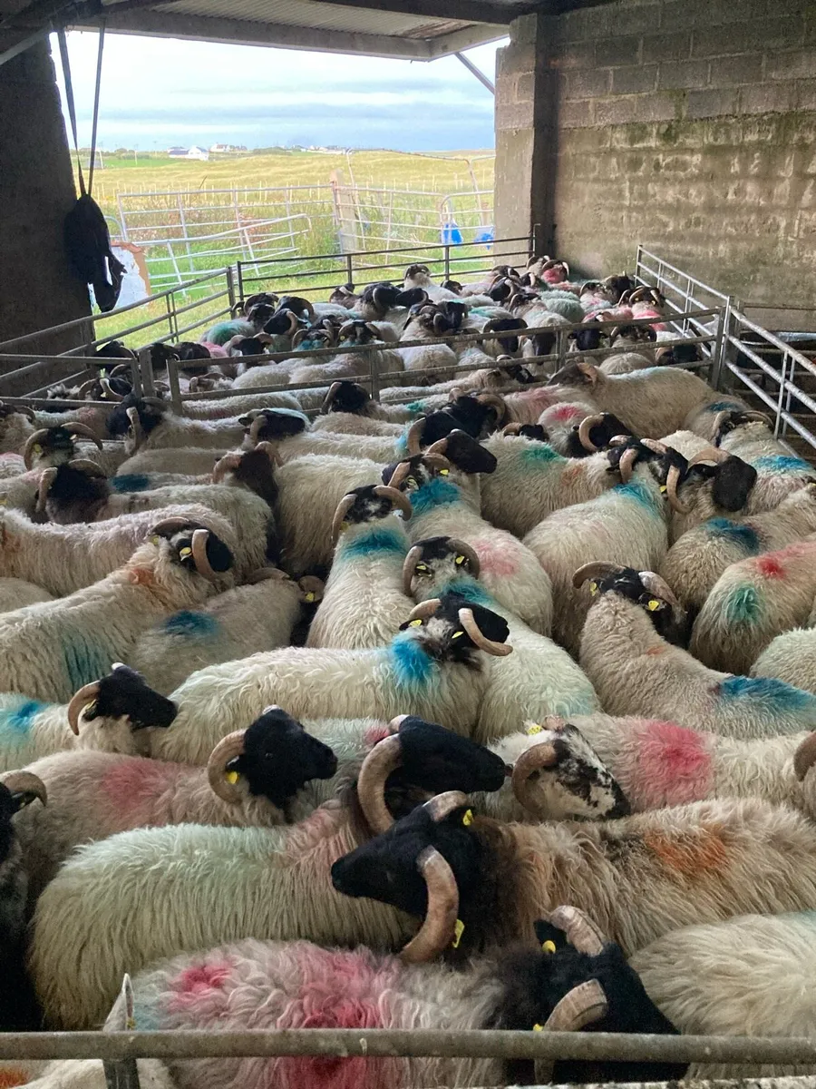 Mayo mountain ram 🐏 lambs - Image 1