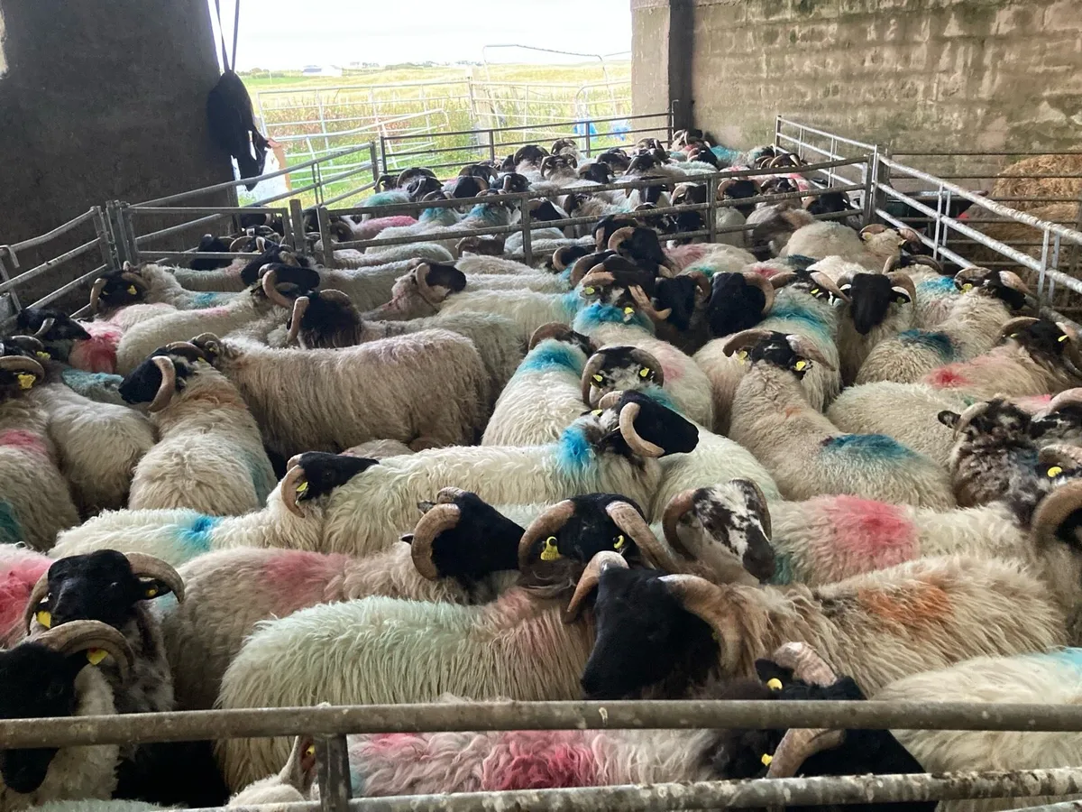 Mayo mountain ram 🐏 lambs - Image 2