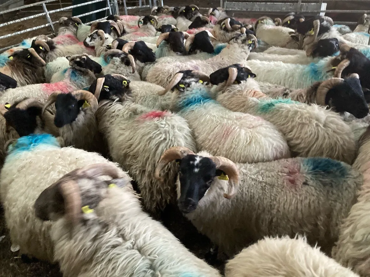 Mayo mountain ram 🐏 lambs - Image 3