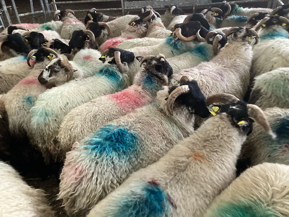 Mayo mountain ram 🐏 lambs - Image 4
