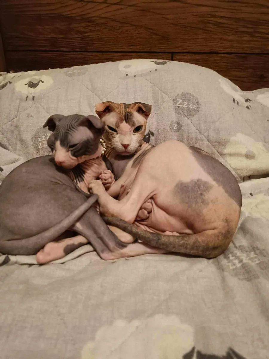 Sphynx Ukrainian Levkoy Dina is for sale - Image 1