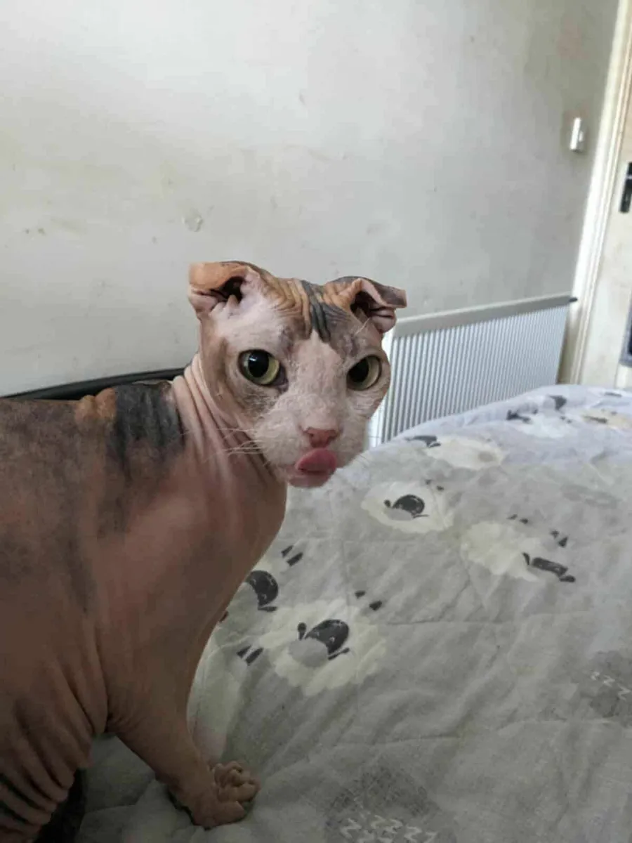 Sphynx Ukrainian Levkoy Dina is for sale - Image 2