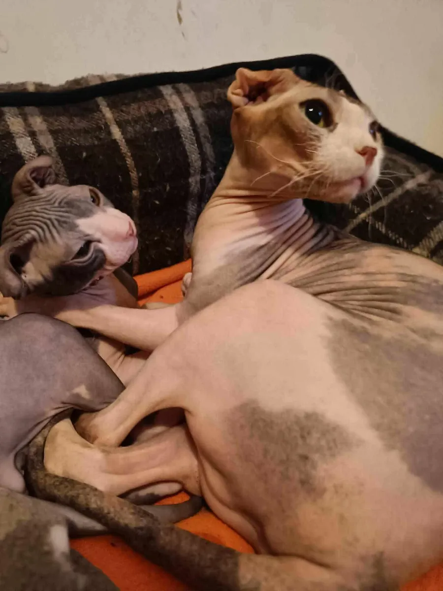 Sphynx Ukrainian Levkoy Dina is for sale - Image 3
