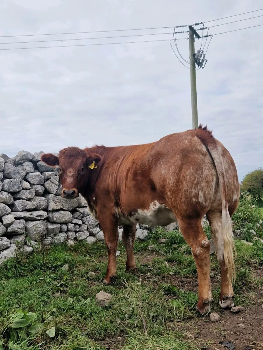 3 super heifers - balla mart Co Mayo - Image 1
