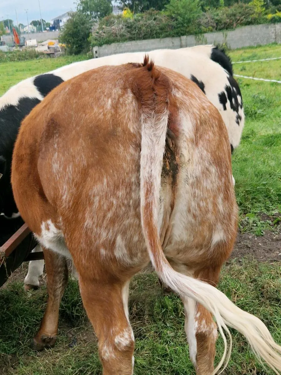 3 super heifers - balla mart Co Mayo - Image 2