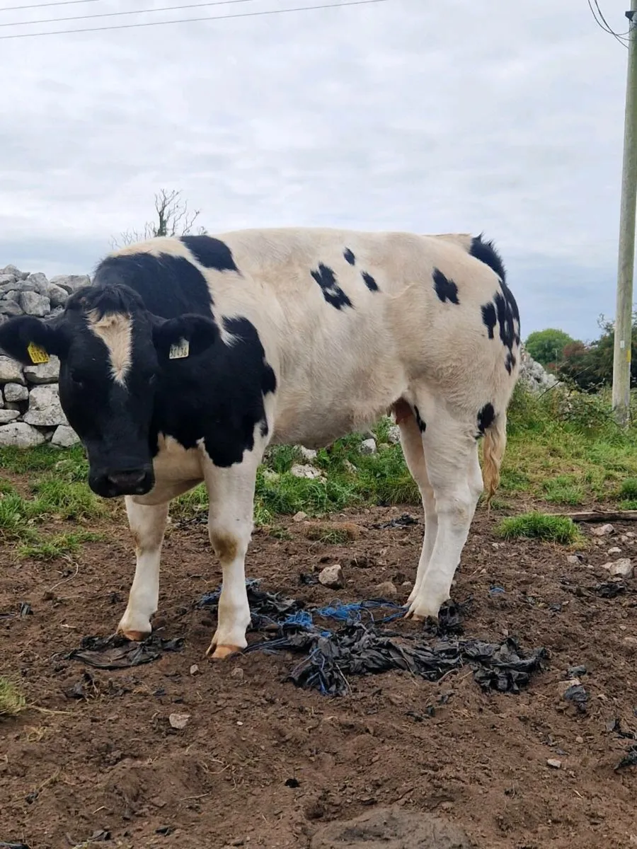 3 super heifers - balla mart Co Mayo - Image 3