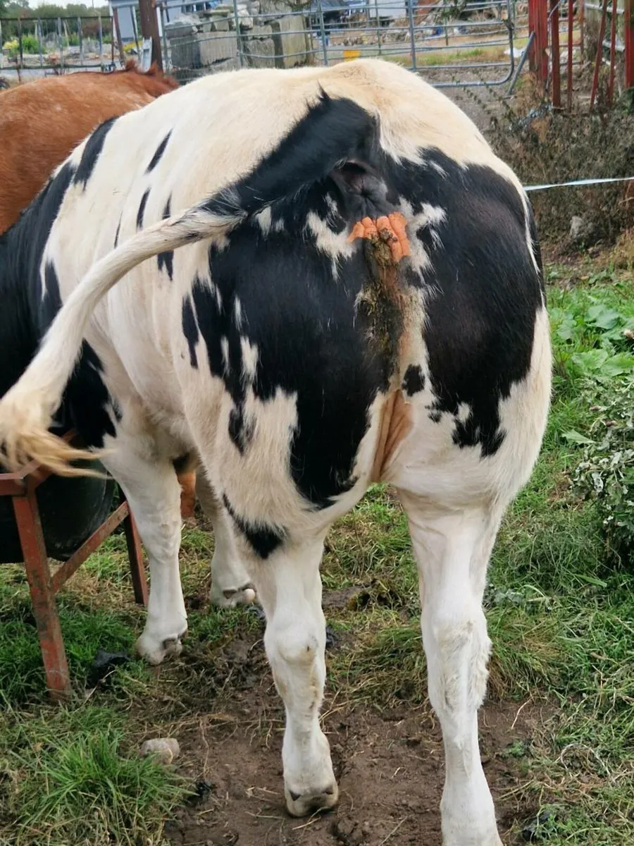 3 super heifers - balla mart Co Mayo - Image 4