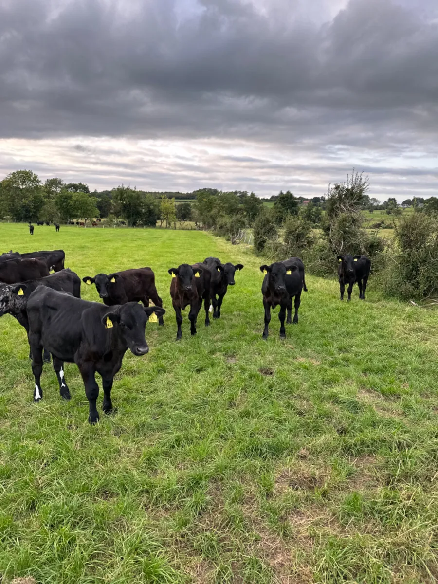 Angus bulls - Image 2
