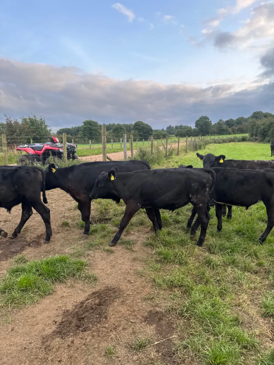 Angus bulls - Image 3