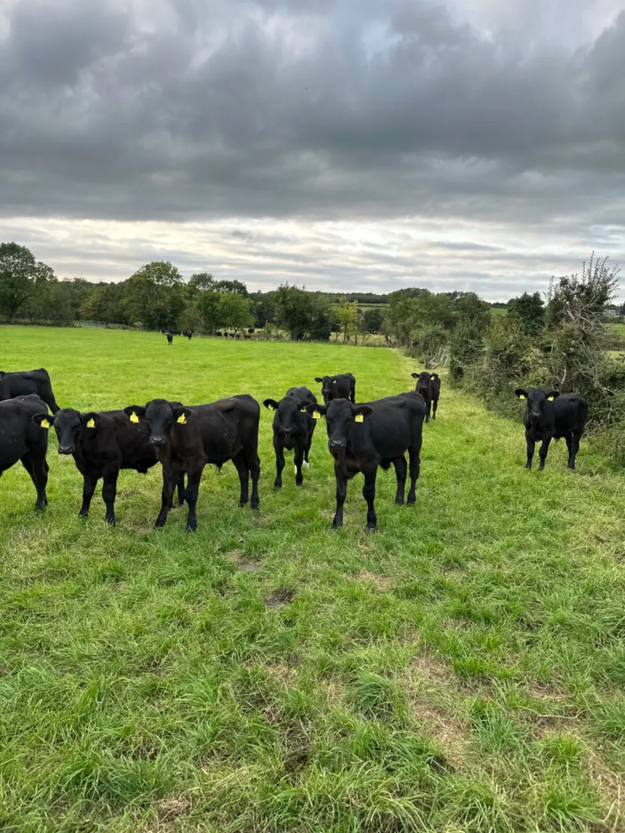 Angus bulls - Image 1