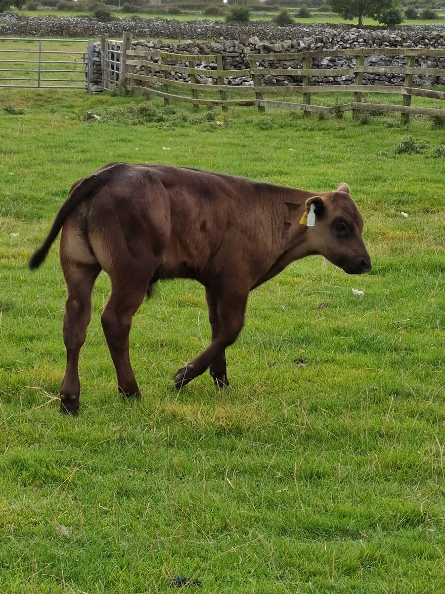 Limousin bull calf - Image 1