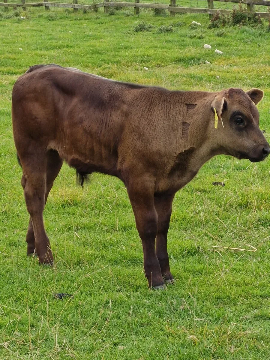 Limousin bull calf - Image 2