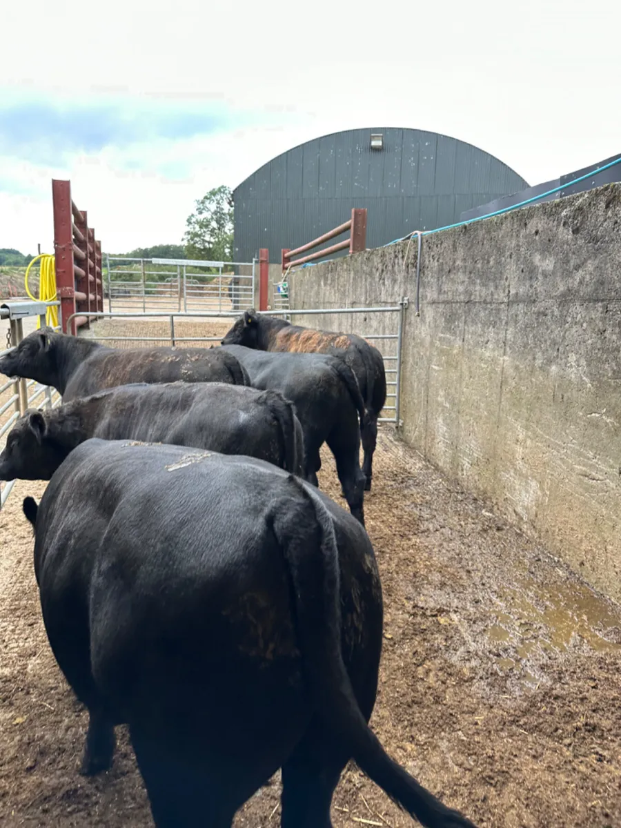 Beef bred Angus bulls - Image 4