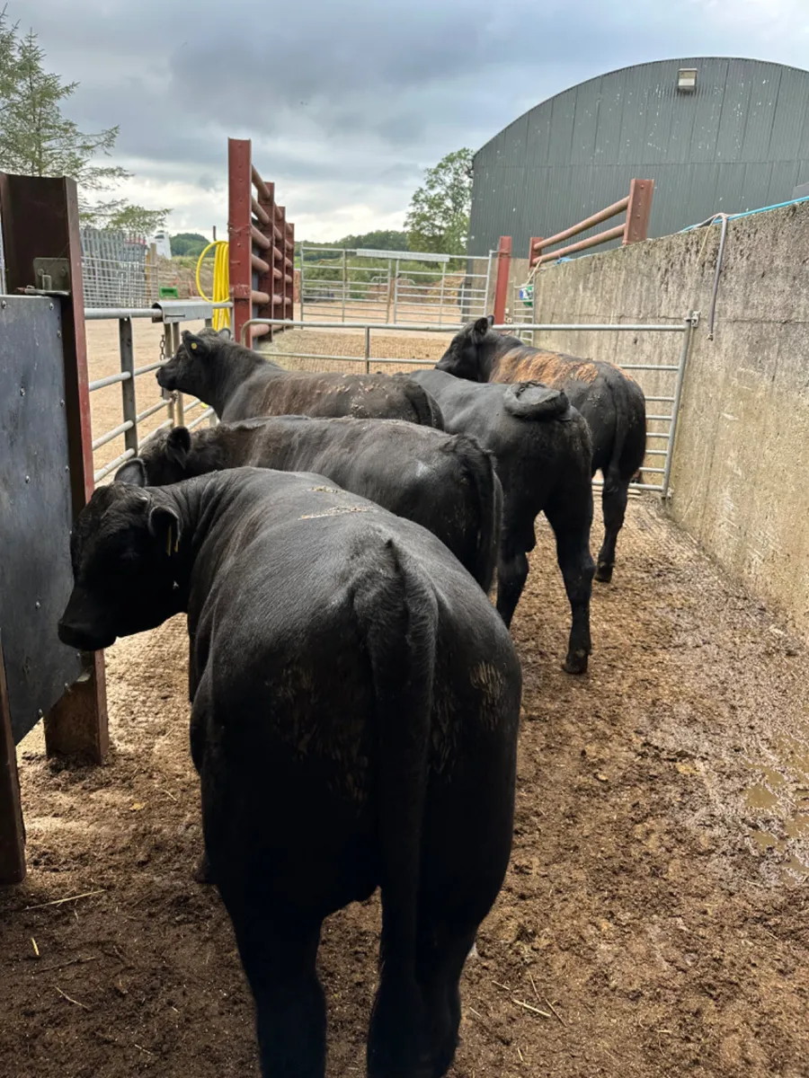 Beef bred Angus bulls - Image 2