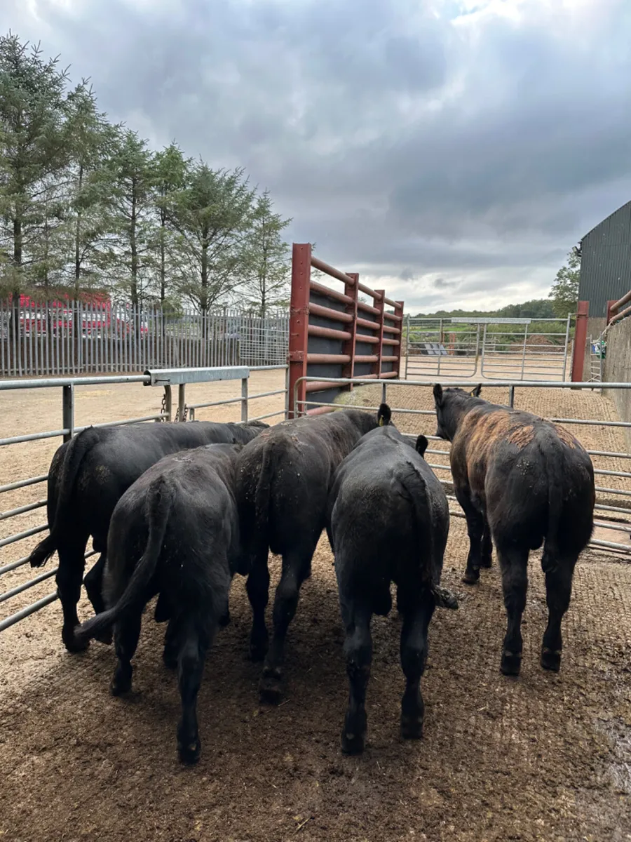 Beef bred Angus bulls - Image 3