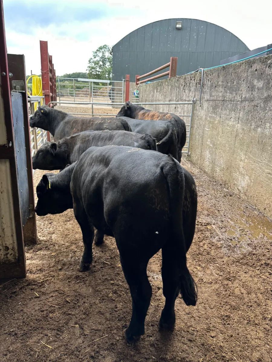 Beef bred Angus bulls - Image 1