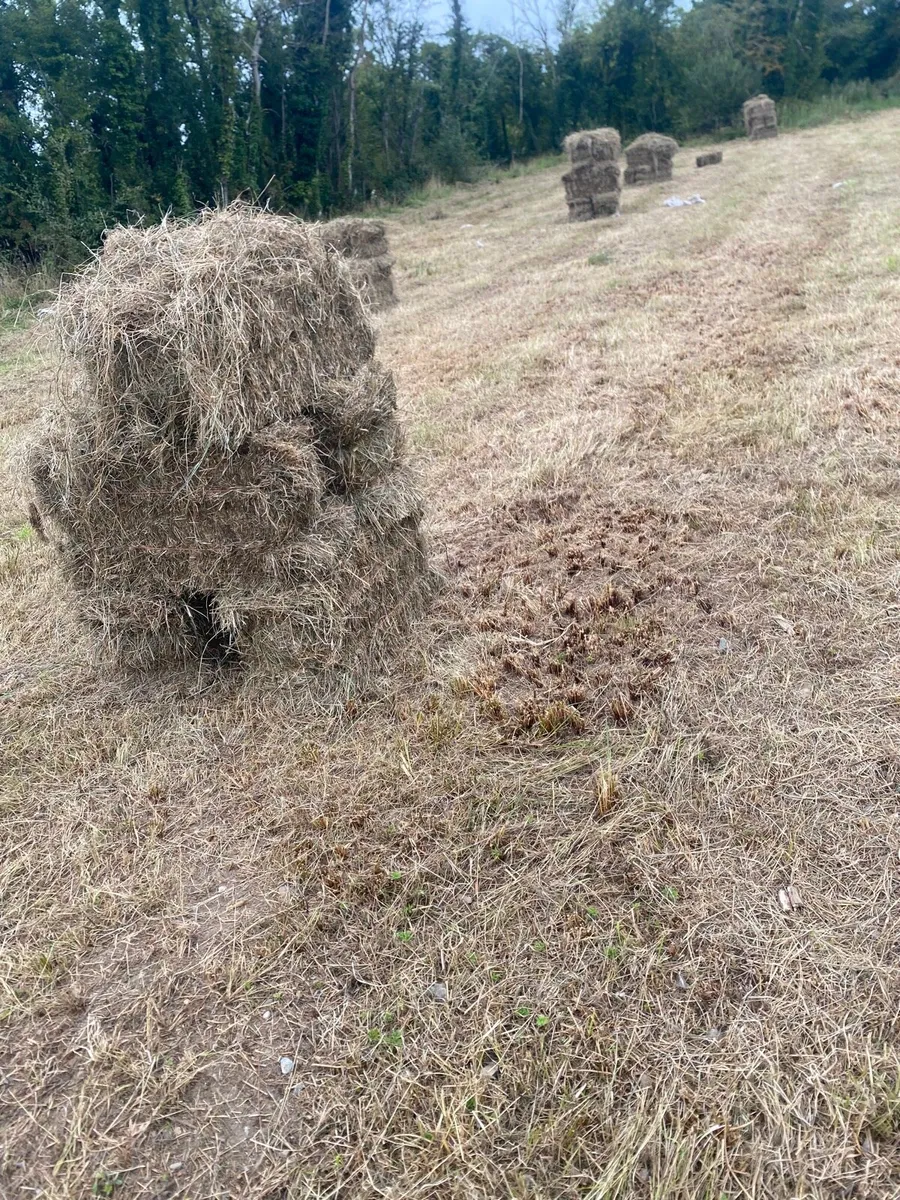 Hay