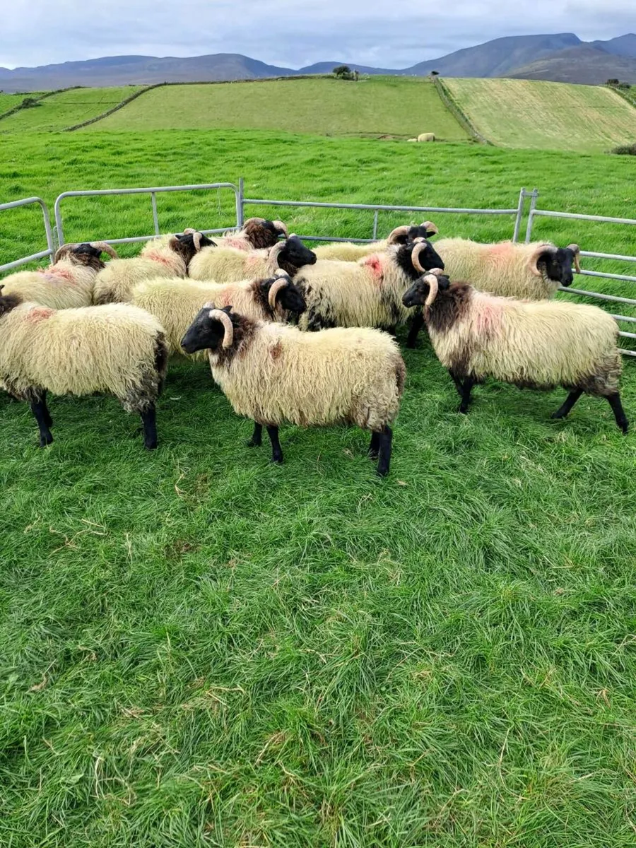 Store ram lambs - Image 1