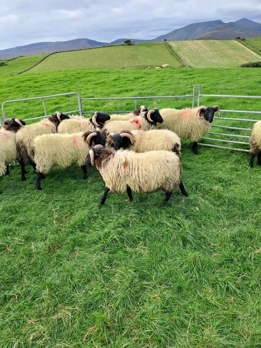 Store ram lambs - Image 3