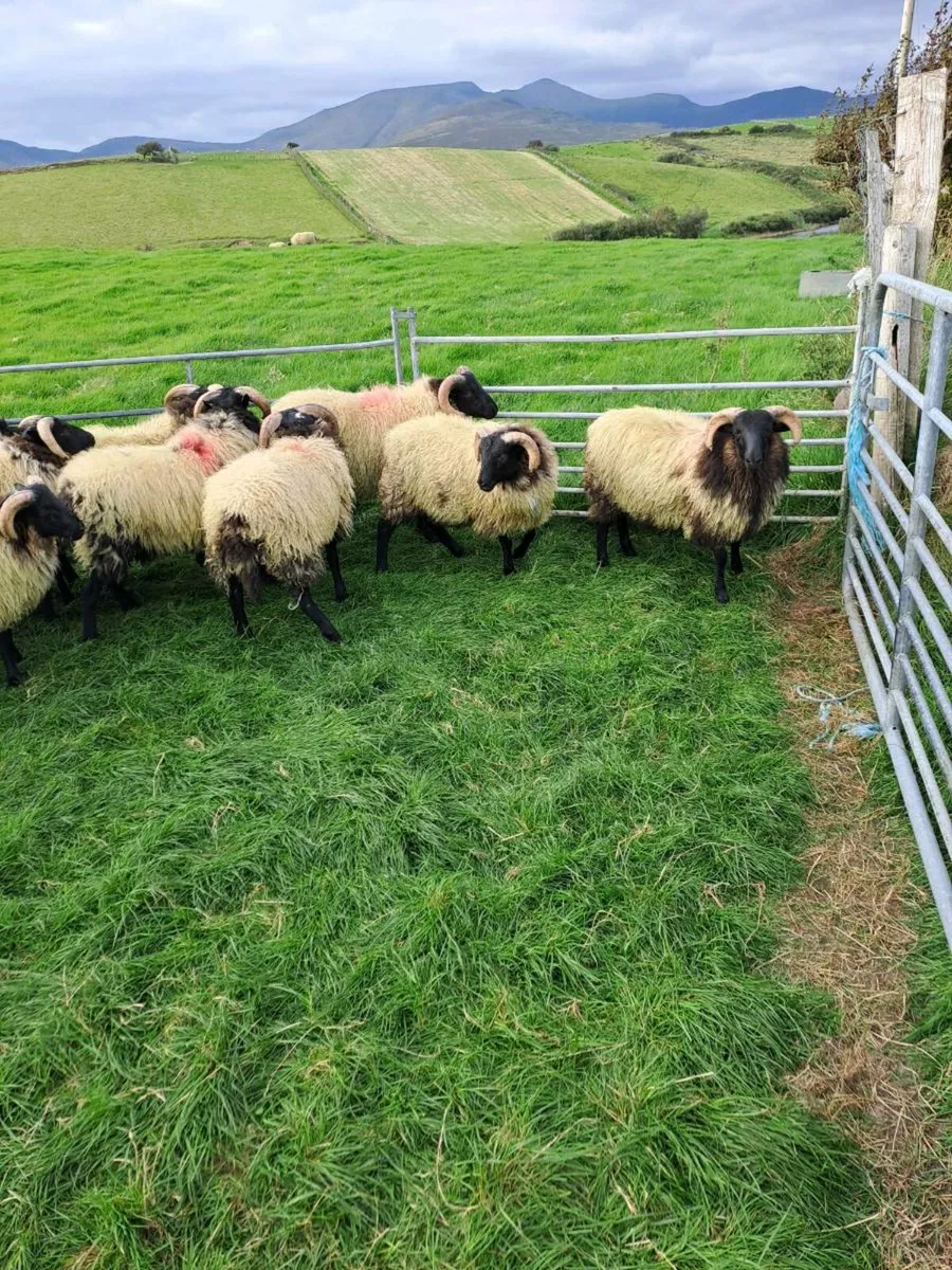 Store ram lambs - Image 4