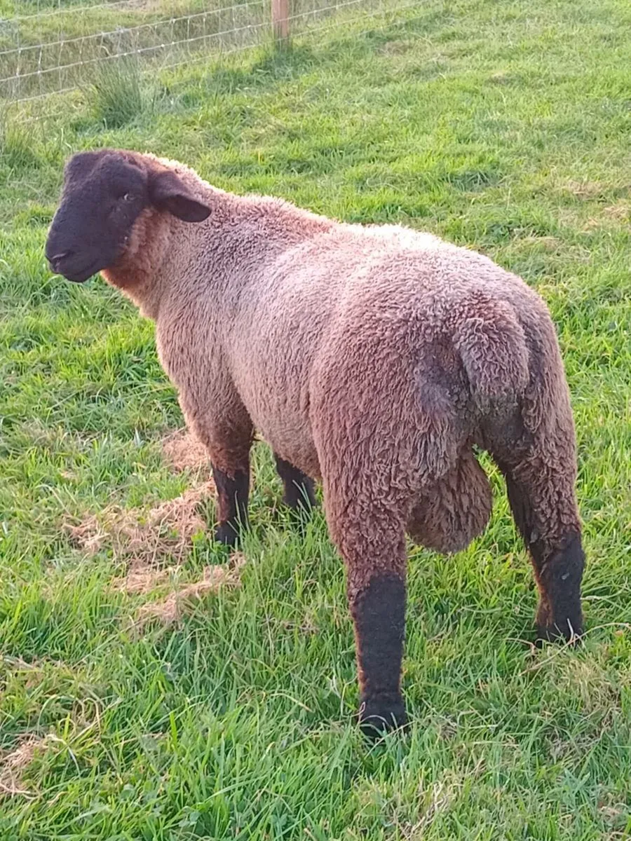 Ram lamb - Image 2