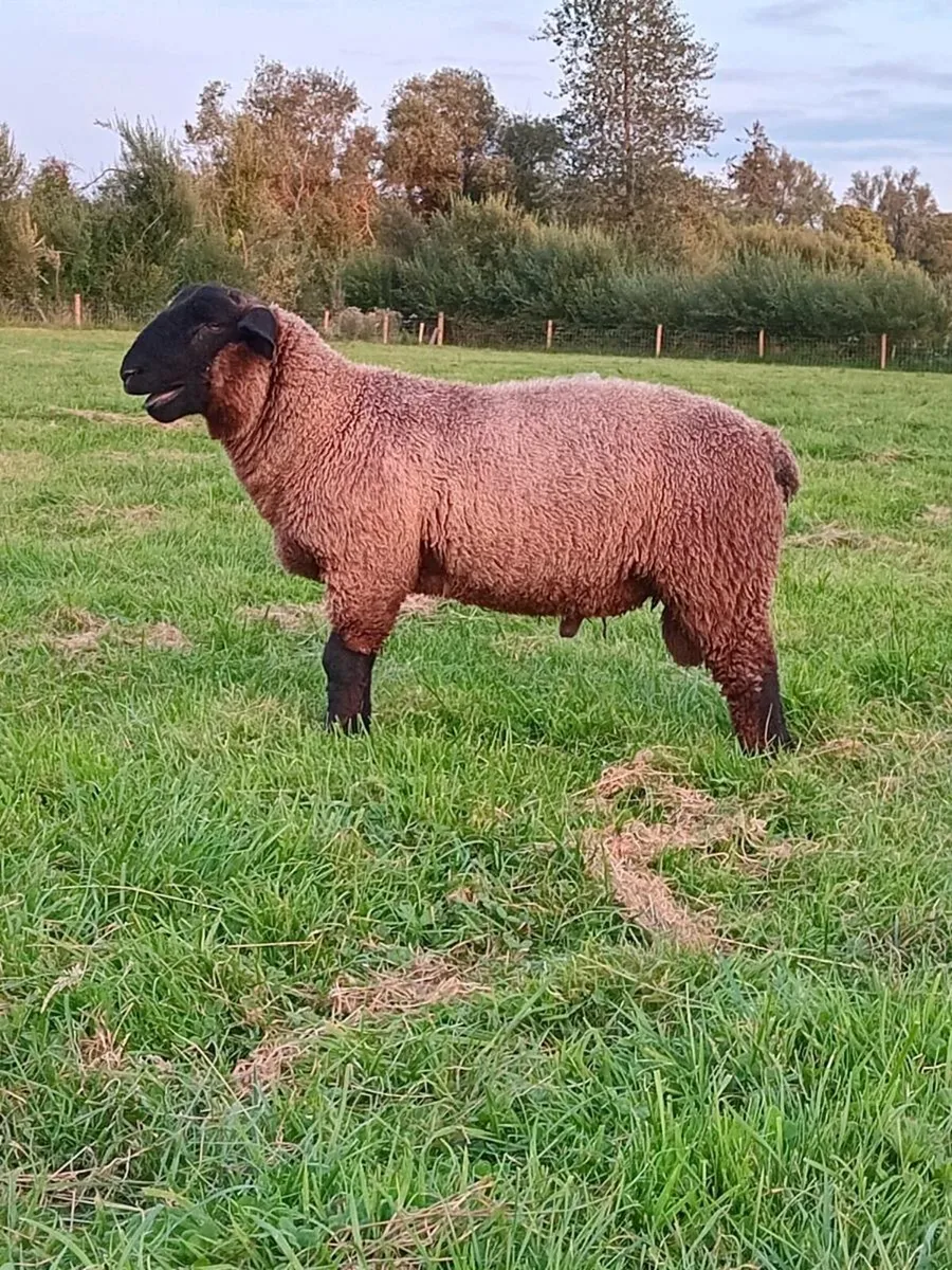 Ram lamb - Image 3