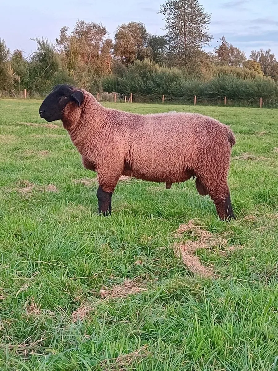 Ram lamb - Image 1