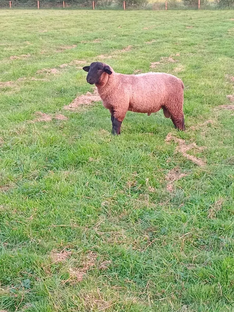Ram lamb - Image 4