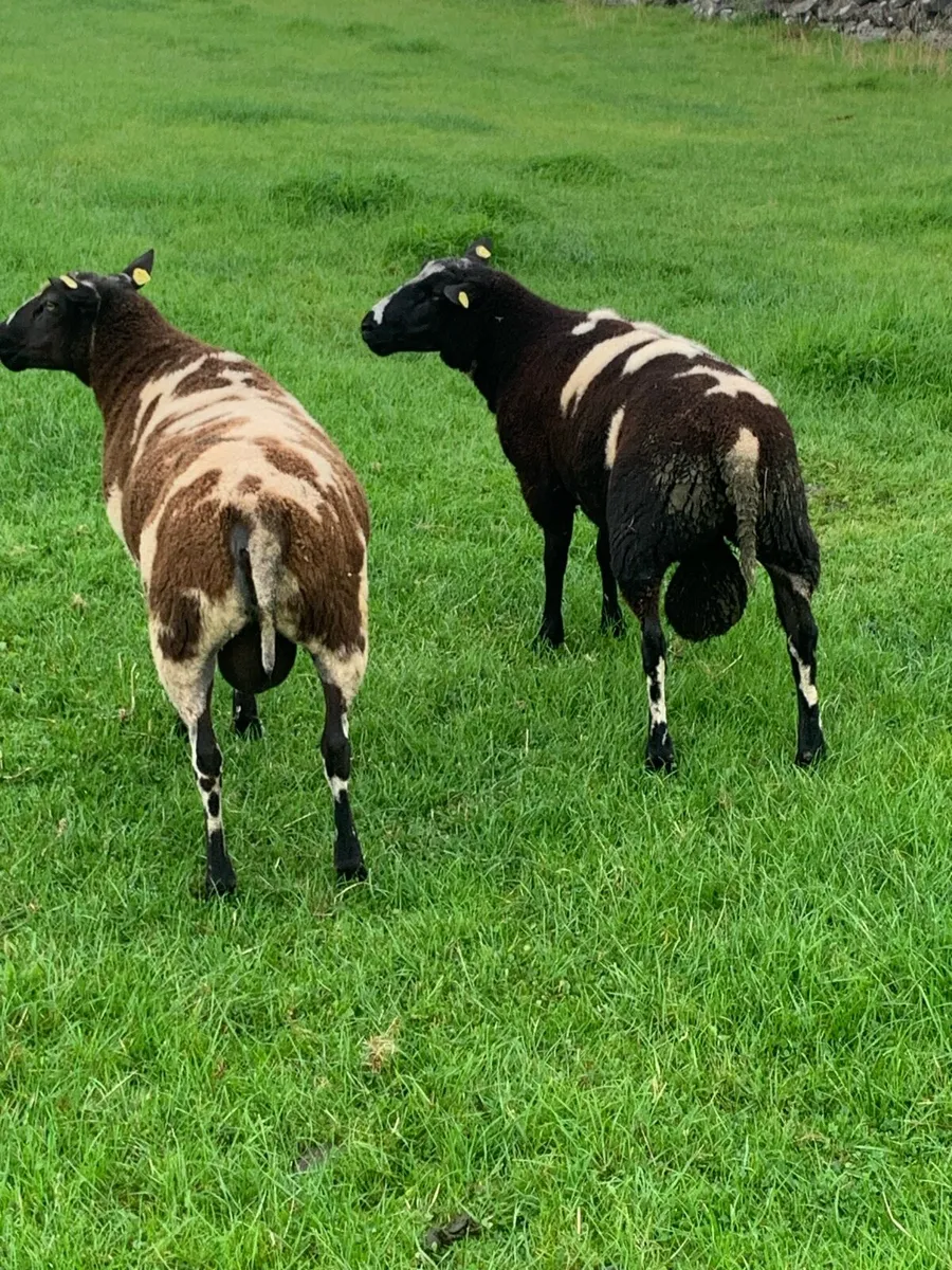 Dutch spotted - Image 1