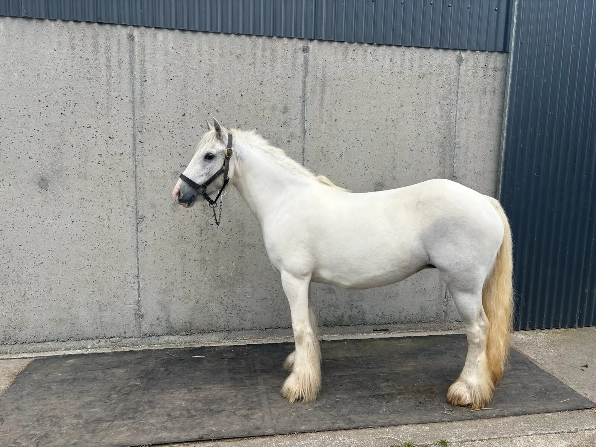 13 hands 7yo cob - Image 1