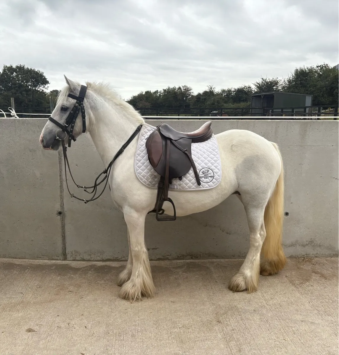 13 hands 7yo cob - Image 2