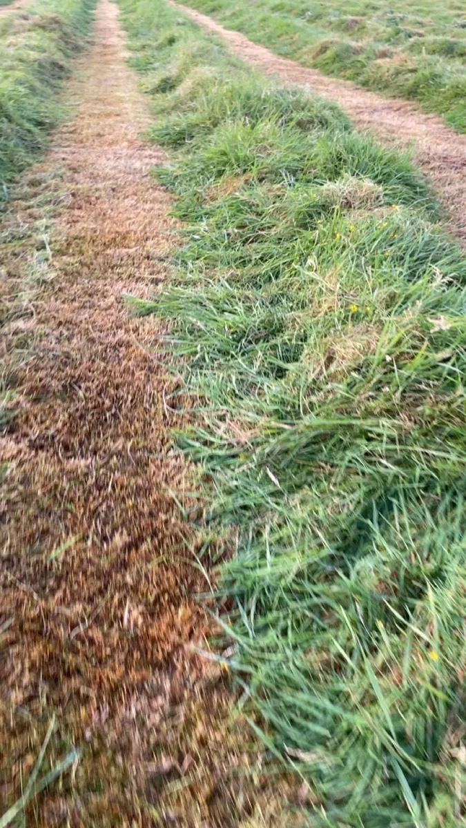 Silage - Image 3