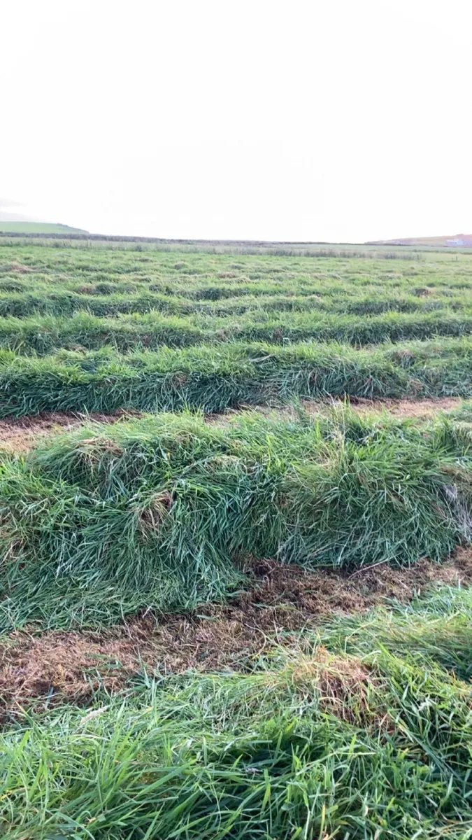 Silage - Image 4