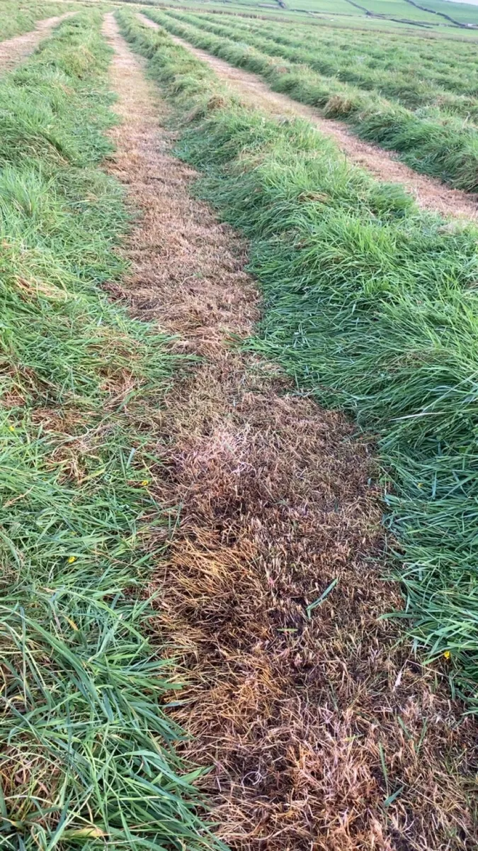 Silage - Image 1