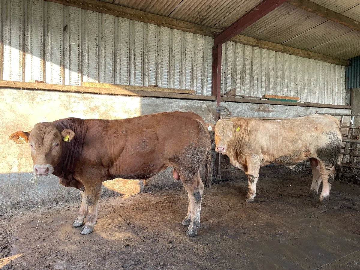 Bull weanlings - Image 1