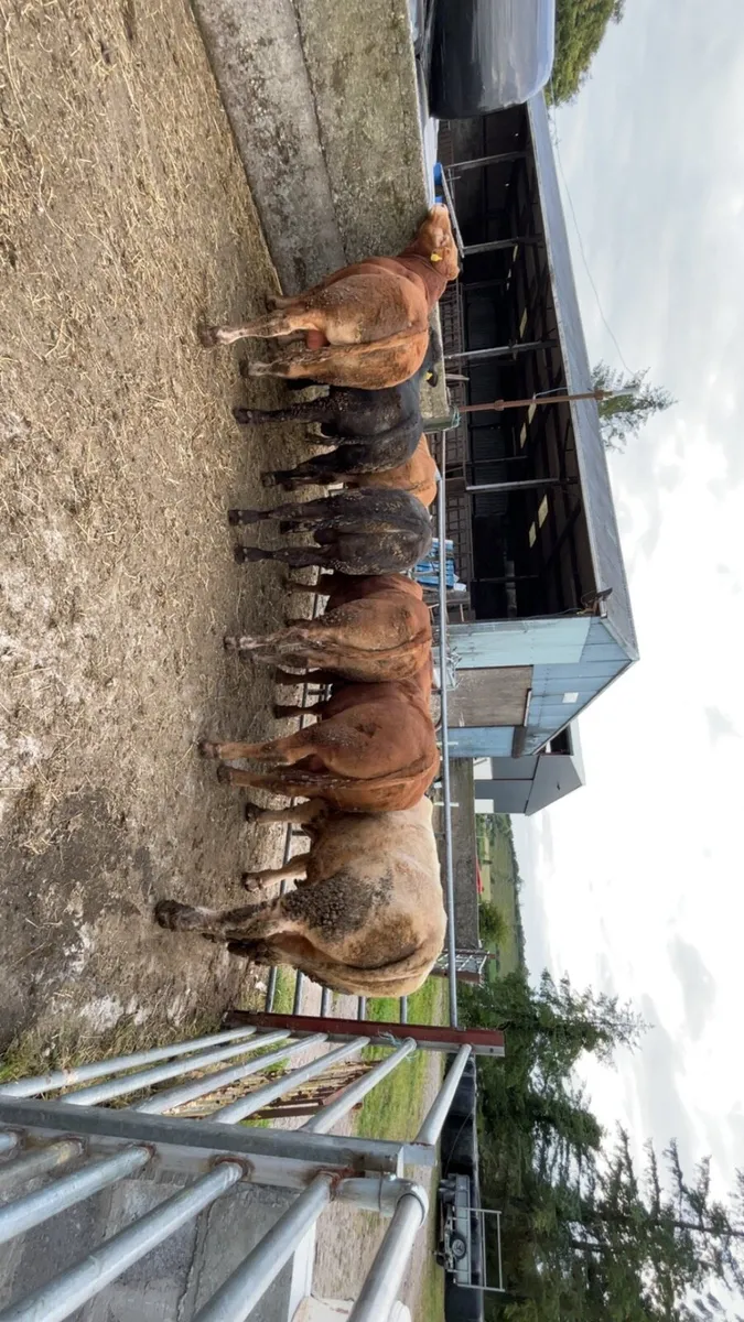 Bull weanlings - Image 2