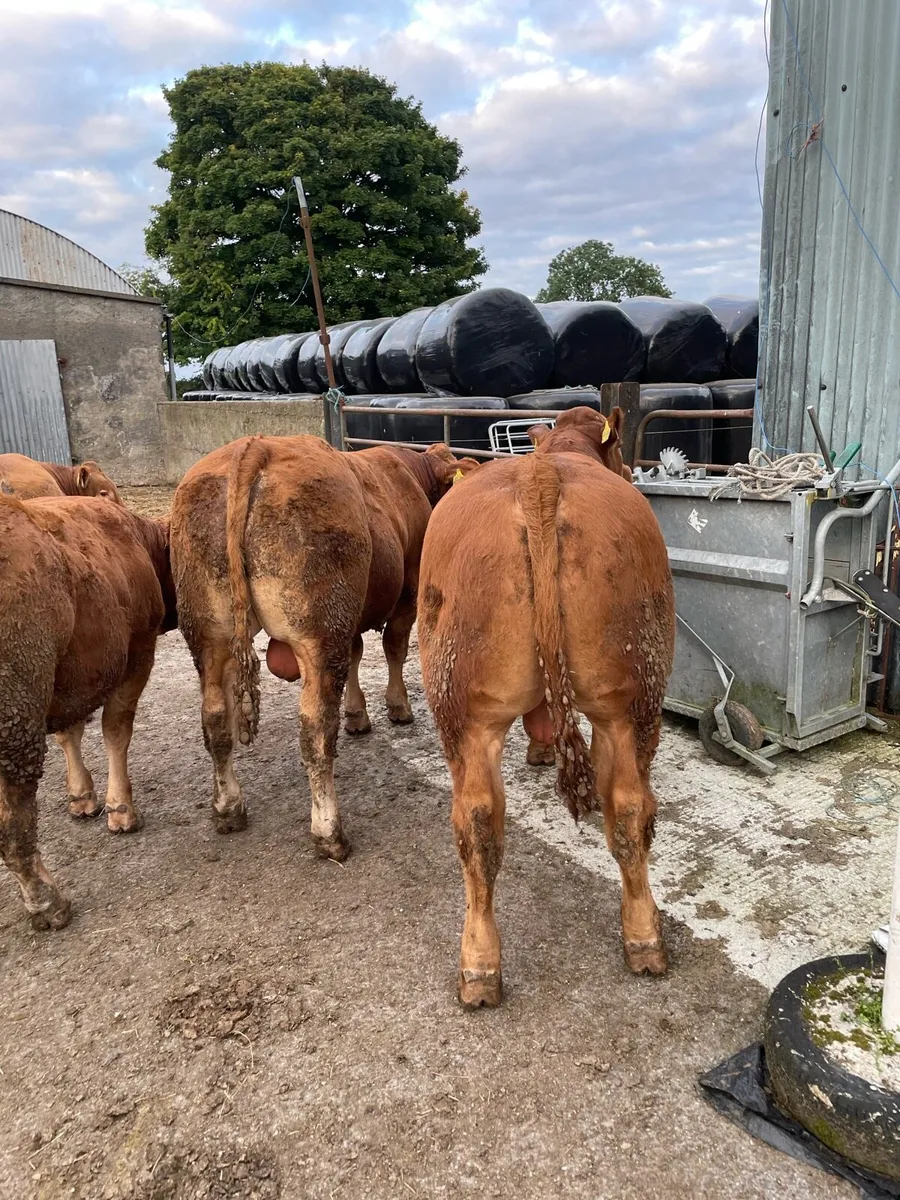 Bull weanlings - Image 3