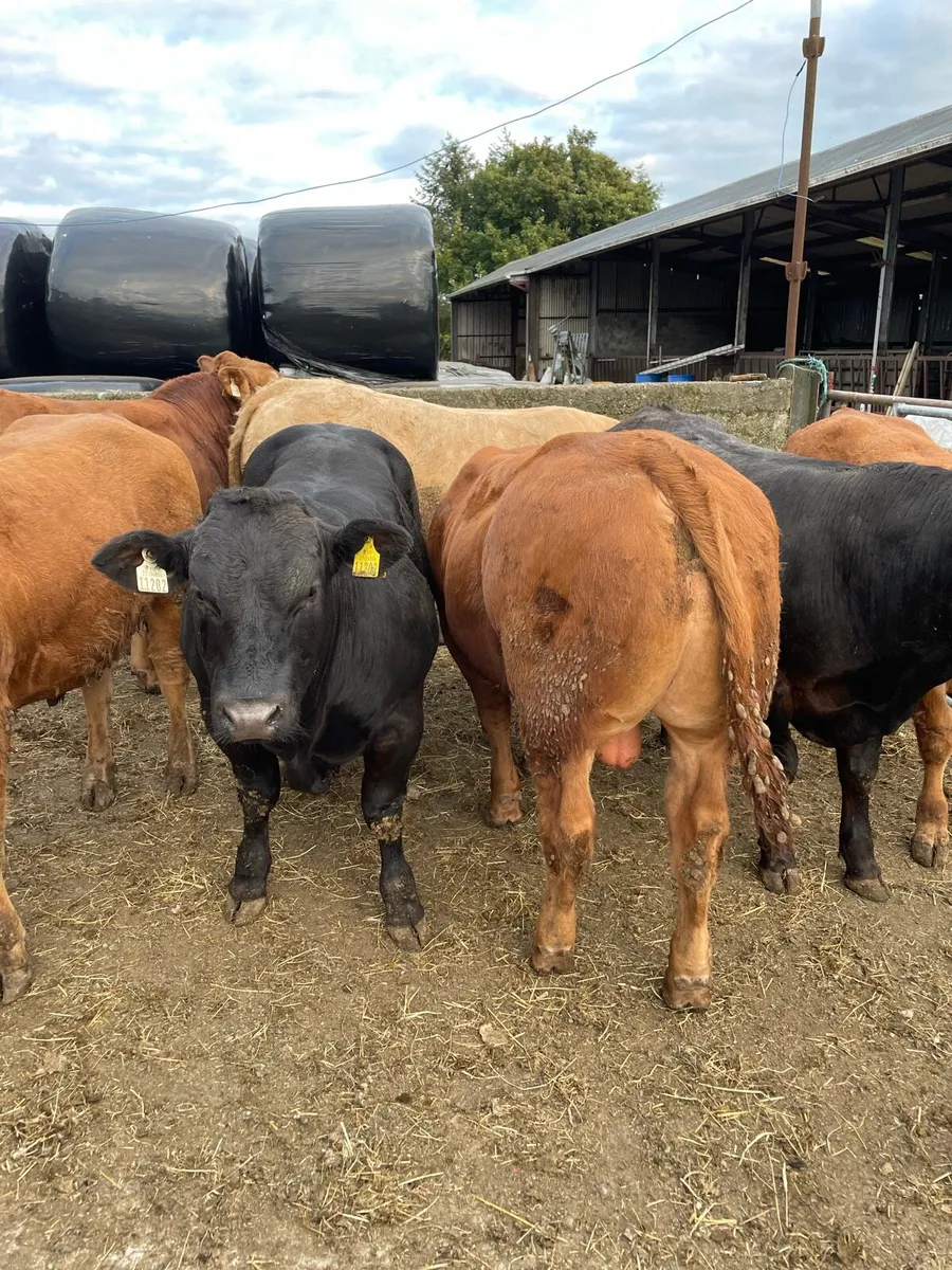 Bull weanlings - Image 4